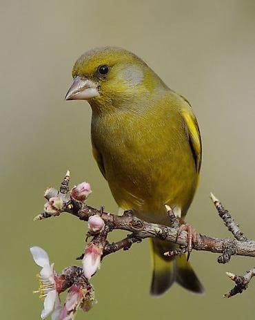 it evi: Məhsul: Yaşıl qırğılı (European Greenfinch, Chloris chloris) – ev — 4