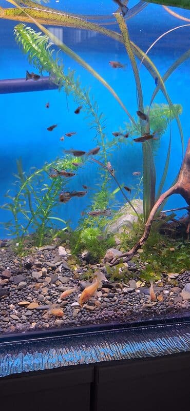 it ve qiz sekilleri: Quppi, Sülhsevər — 6