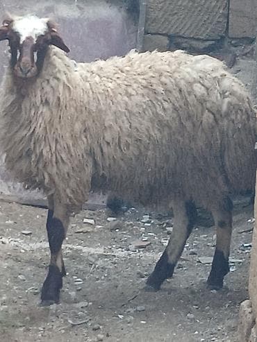 balaca it cinsi: 15 16 kilo eti erkəy — 1