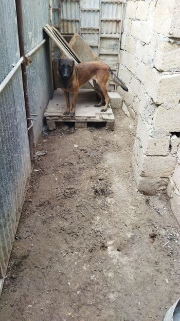 купить собаку малинуа: Belçika çoban iti, Dişi — 4