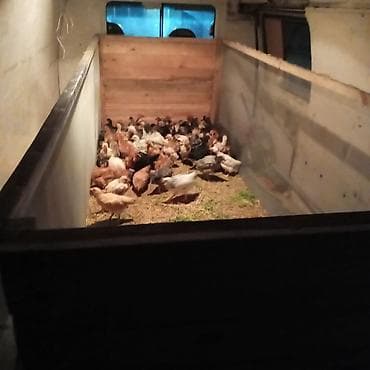 toyuq satişi: Məhsul: Ev quşları (toyuq, xoruz və hind toyuğu/ferma quşları) — 3