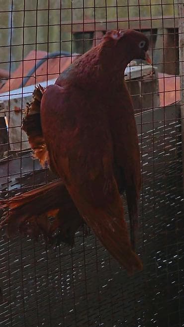 iran qusu: Erkeydi — 5