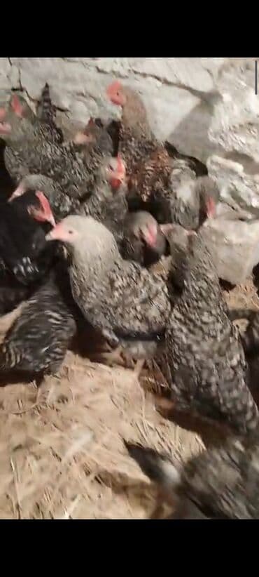 Xarkovlar 140 günlük, Maştağa Əsl damazlıq 1 günlük hər növ cücə