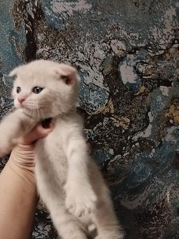 ev heyvani: Britan, Erkək, Dişi, Yaxşı əllərə, Ünvandan götürmə, Pulsuz çatdırılma, Ödənişli çatdırılma — 4