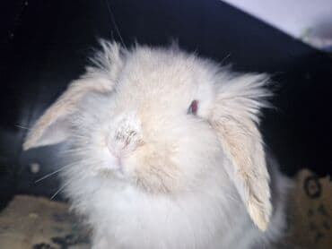 it bazari 2018: Pekines, 5 ay, Erkek, Ödənişli çatdırılma — 4