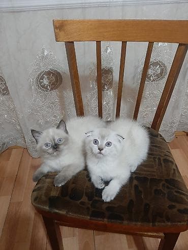 heyvanlar: Şinşilla, Erkək, Dişi — 2