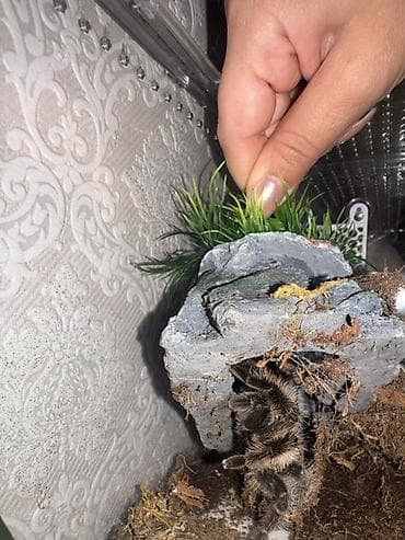 Növü: Curly Hair (Tliltocatl albopilosus) qurd ile beslenir dişidir 1 — 2
