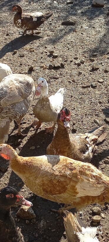 qaz ördəy: Tam sağlam cavan Krasnadar lal ördək satılır.Cut 80 azn.Unvan Lənkəran — 3