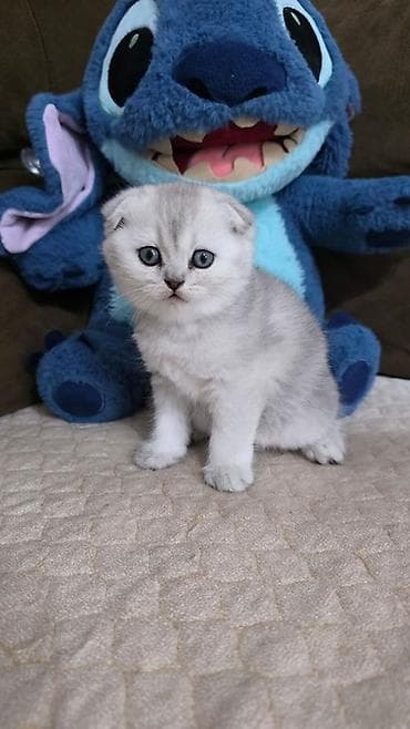 pers pisikler: Britan yastı qulaq — 2