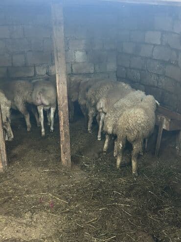 heyvan bazari inekler: Qoyun sürüsü satılır - Növ: yerli cins qaragül/qarışıq ət–yun — 2