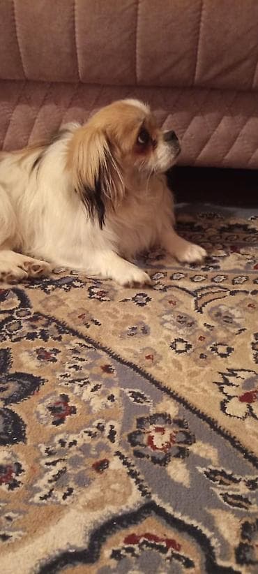 heyvan qoyun: İtlər — 2