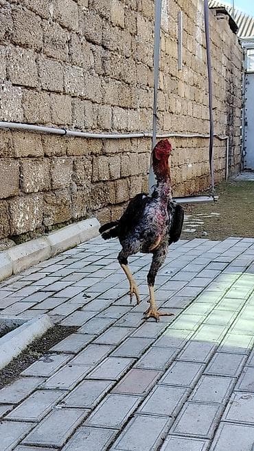 Keçilər, çəpişlər: Toyuq, Damazlıq — 4