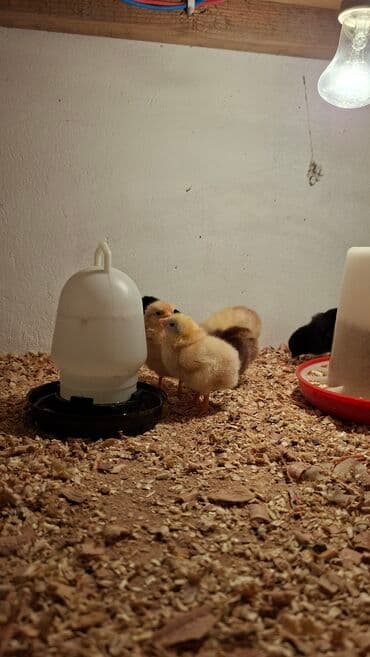 hinduşqa cucələri: Toyuq cücələri, Ətlik — 5