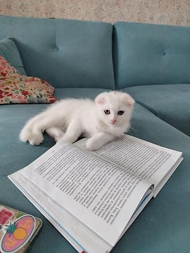 pisiy: Şotland yastı qulaq — 6