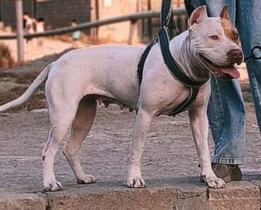 сколько стоит собака бу: Питбуль, 1 год, Самка, Самовывоз — 2