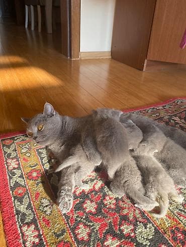 balaca cucə: Salam,5baladir,atasi sotland(sallaq qulaq)anasi britan(dik qulaq) — 3