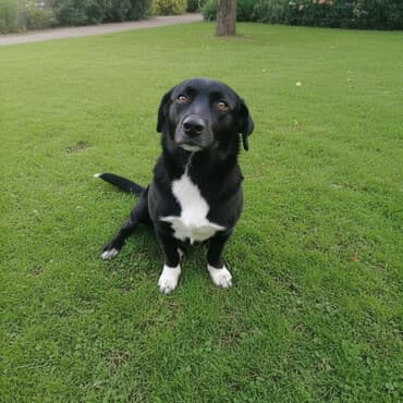 coban itleri: Qara rəngdə, sinəsində ağ ləkəsi olan orta ölçülü it. - Qalın, qısa — 1