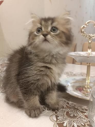 Yumşaq tüklü, iri gözlü balaca pişik balası. - Uzun və sıx tüklü