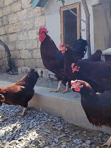 qax heyvan bazar: Salam. Red island mayali yumurtaları. Sifariş qəbul olunur. Ünvan Binə — 6
