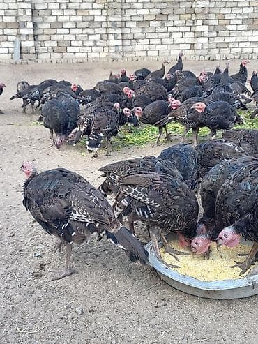 2,3,4,5 kiloya qədər var ətrafli məlumat üçün tel 070 669 66 48