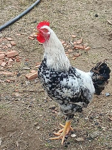 Quş əti: Toyuq, Damazlıq, Ünvandan götürmə — 9