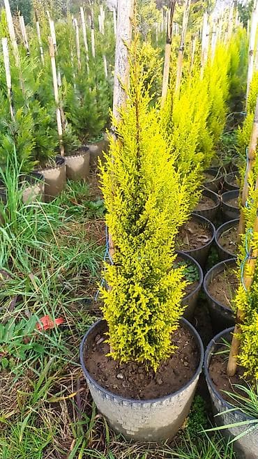 Limonni yolka agacları çox münasib qiymətə satişda dibçəkdə böyüdülmüş