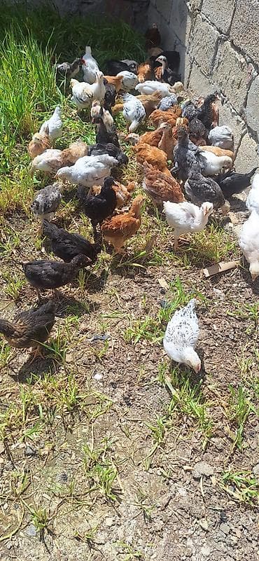 cuceleri: Toyuq cücələri, Damazlıq — 9