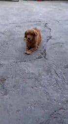 simental inekler azerbaycanda: Ретривер — 5