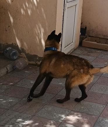pitbull satisi: Belçika çoban iti, 9 ay, Erkek, Peyvəndli, Ünvandan götürmə — 3