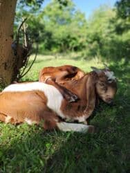 Qatıq: Keci sudu satilir.Qiymeti 3 manat.catdirilma var(odeniwli)!!Baki wheri — 7