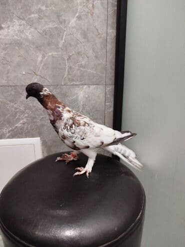 goyercin yuvasi: Satılır: 3 ədəd dekorativ göyərçin dəsti Xüsusiyyətlər: - Rəng — 2