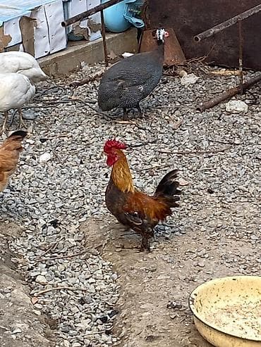 quşlar: Xoruz 🐓 Yaponka — 4