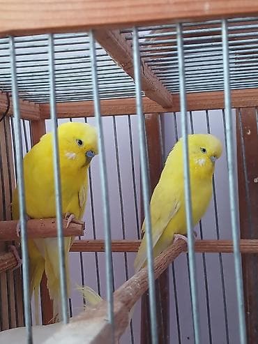 Птицы: Cut cex satlır.Qara gozduler — 3