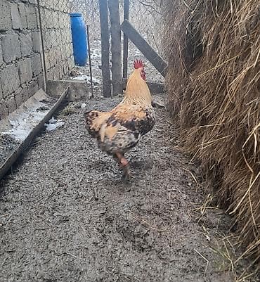 dərzi quşu: Ken xoruzu cavan heyvandi saglamliqina soz ola bilmez pul lazim di — 3