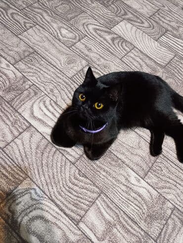 britan pişiyi: Britan, Dişi, Cütləşmə üçün, Pulsuz çatdırılma — 2