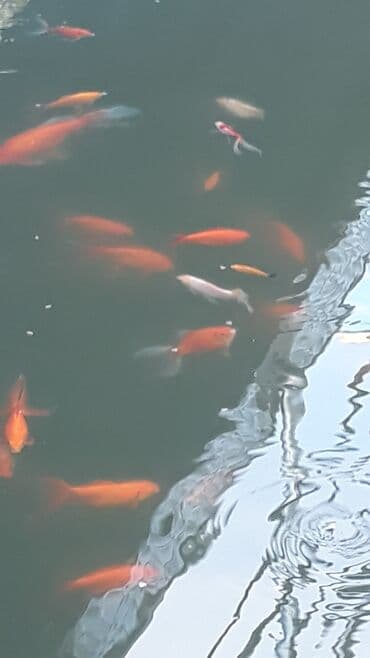 nemo baligi: Yapon qizil baliqlari — 2