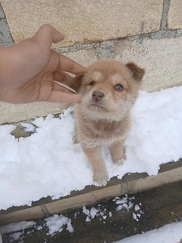 qoyun sekilleri: Peyvəndli — 1