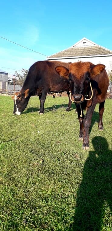 cins ineklerin satisi 2018: Boş bekar adamlar narahat edməsin — 1