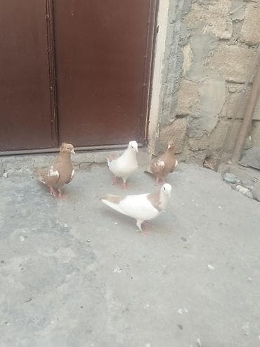 Satılır gəncə 50 manata — 2
