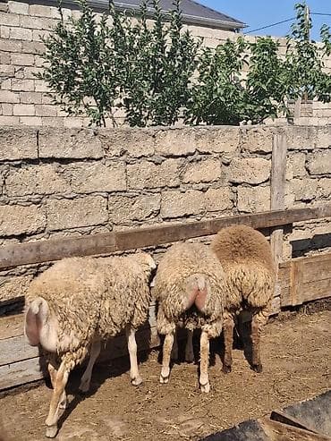 əmlik quzu: Quzu.Super kök erkək quzular.200 baş.Öz həyətimin — 2