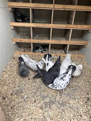 Məhsul: Ev göyərçinləri dəsti Təsvir: - Şəkillərdə tam qapalı qutuda