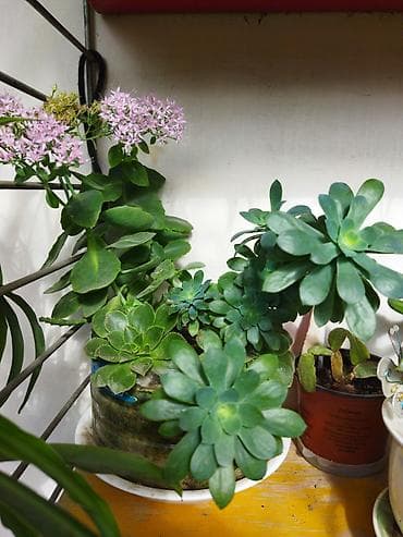 kaktus satisi: Ev üçün dekorativ saksı bitkiləri dəsti - Kaktuslar: Şəkillərdə — 4