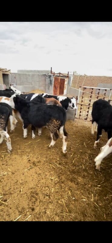 Atlar: Satışda – müxtəlif rənglərdə və yaşlarda dana qrupı. Xüsusiyyətlər: - — 4