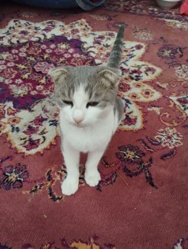 Şotland yastı qulaq, Dişi, Yaxşı əllərə, Pulsuz çatdırılma