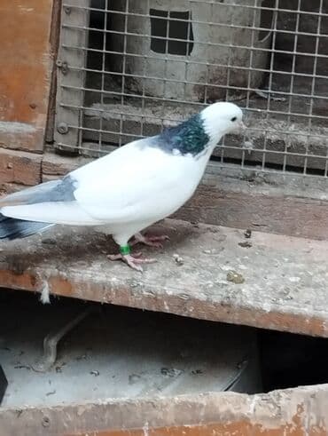 evde tisbaga saxlamaq olarmi: Məhdud sayda dekorativ göyərçinlər – Rəng çeşidi: ağ, ağ-göy naxışlı — 2