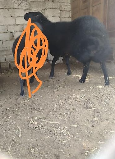 pekines bala: Qara rəngli yerli qoyun temiz qala cinsi erkey bir il 6 ayliqdi — 2