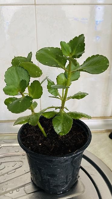 son zeng gulleri: Kalanxoe (Kalanchoe blossfeldiana) – saksı bitkisi - Rəngli, çoxlu — 3