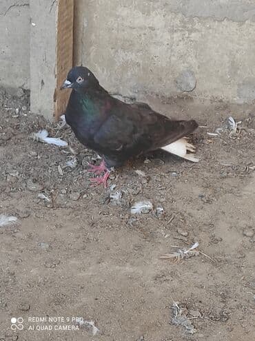 ucuz goyərcin: Qiymət birinə aiddir . quşlar haqqında ətraflı məlumat üçün whatcab — 6