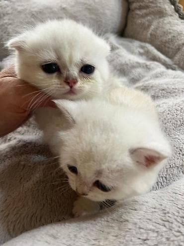 menks cinsli pişik: Şinşilla, Erkək, Dişi — 1