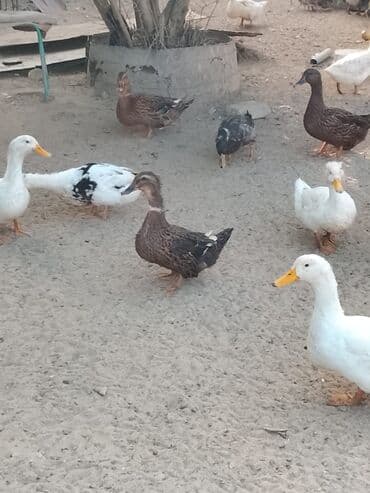 hinduşqa balası: Satılır: ördək sürüsü - Növlər və rənglər: ağ, qara, boz, qəhvəyi və — 8